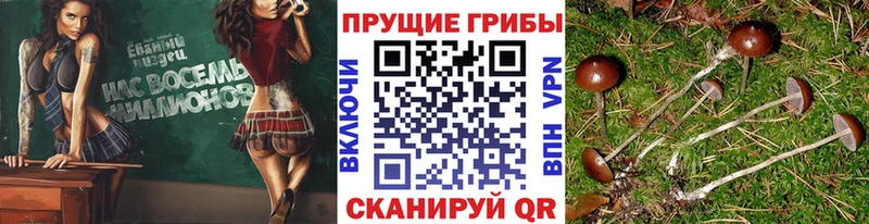 Галлюциногенные грибы Cubensis  mega ссылки  Нижнеудинск  как найти наркотики 